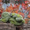 Lichen Brumeux - Twist - Image 2